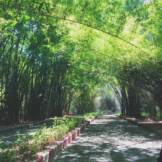 Làng tre Phú An tại Bình Dương