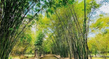 Làng tre Phú An tại Bình Dương