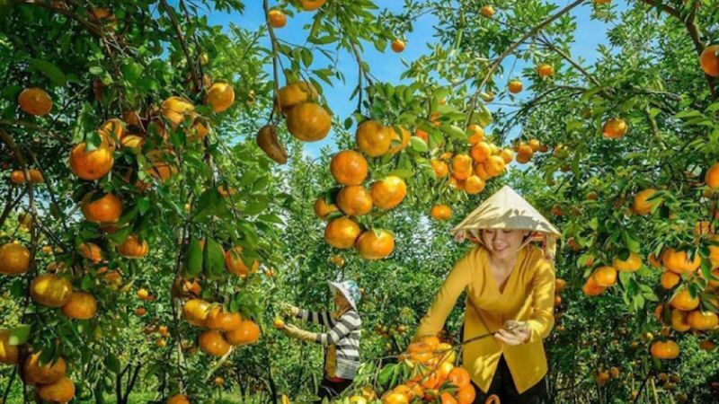Vườn Trái Cây Lái Thiêu: Điểm Du Lịch Sinh Thái Nổi Tiếng