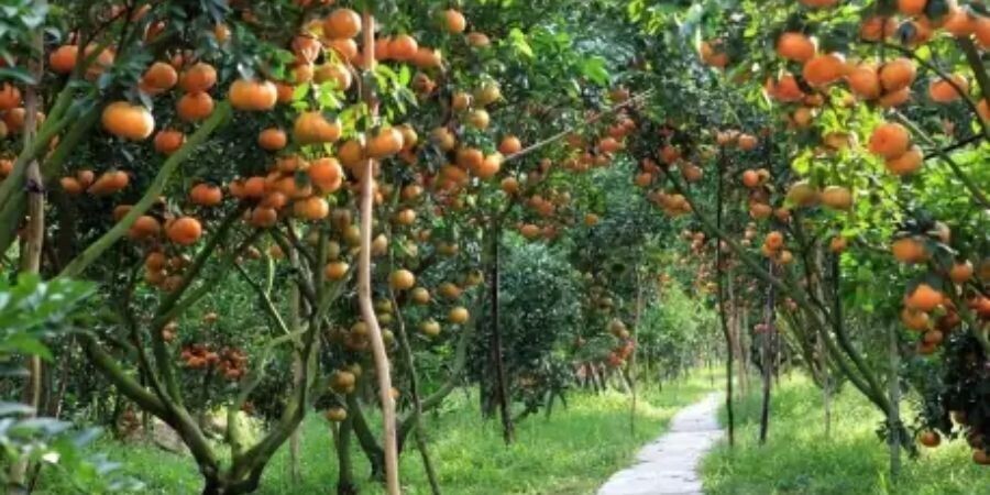 Vườn Trái Cây Lái Thiêu: &amp;amp;quot;Thủ Phủ&amp;amp;quot; Trái Ngọt Và Hành Trình Khám Phá Miền Đất Thủ