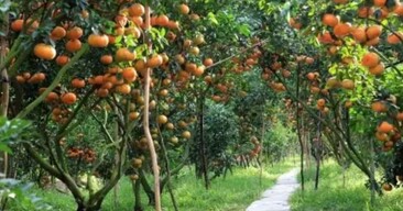 Vườn Trái Cây Lái Thiêu: &amp;quot;Thủ Phủ&amp;quot; Trái Ngọt Và Hành Trình Khám Phá Miền Đất Thủ